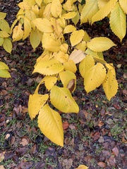 Ulmus rubra