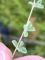 Indigofera alopecuroides