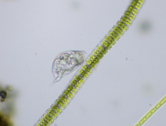 Colurella