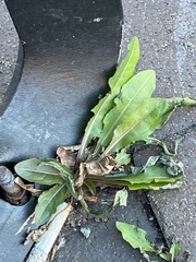 Taraxacum officinale