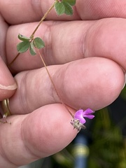 Indigofera alopecuroides