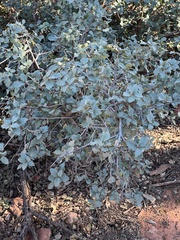Quercus turbinella