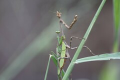 Pseudovates chlorophaea