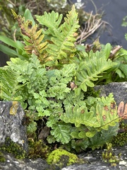 Polypodium vulgare