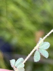Indigofera alopecuroides
