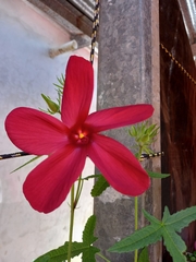 Hibisceae