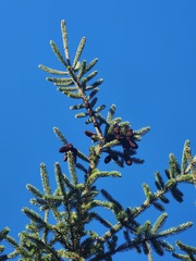 Picea rubens