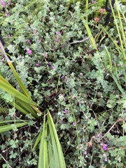 Indigofera alopecuroides
