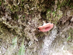 Russula sanguinea