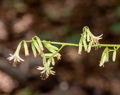 Nabalus serpentarius