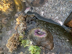 Bunodosoma californica