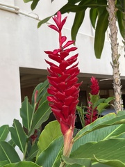 Alpinia