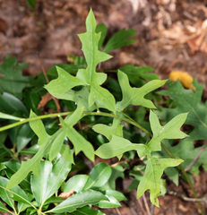 Nabalus serpentarius