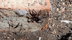 Asthenoctenus borellii