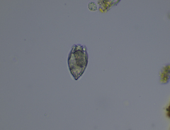Colurella