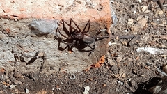 Asthenoctenus borellii