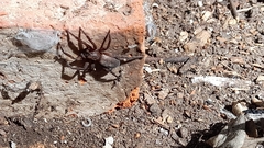 Asthenoctenus borellii