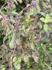 Ocimum