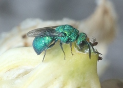Chrysididae