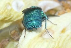 Chrysididae