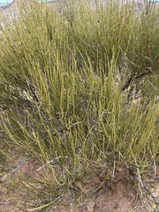 Ephedra