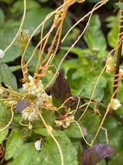 Cuscuta campestris