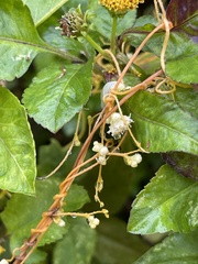 Cuscuta campestris