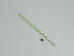 Anabaena