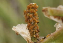 Aphis asclepiadis