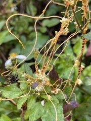 Cuscuta campestris