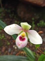 Phragmipedium