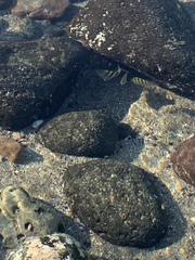 Abudefduf troschelii