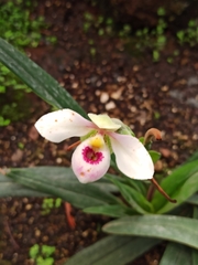 Phragmipedium