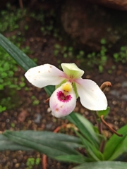 Phragmipedium