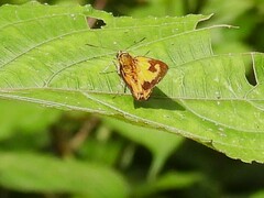 Pardaleodes edipus