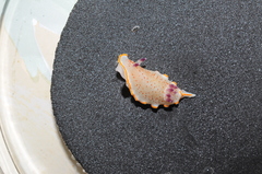 Felimida paulomarcioi