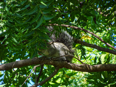 Sciurus yucatanensis