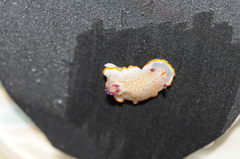 Felimida paulomarcioi