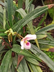 Phragmipedium