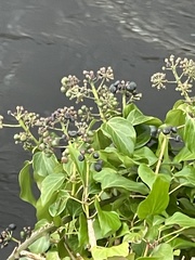 Hedera hibernica