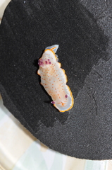 Felimida paulomarcioi