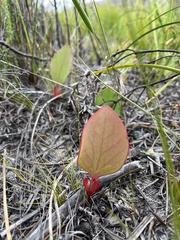 Protea cordata