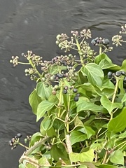 Hedera hibernica