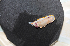 Felimida paulomarcioi