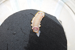 Felimida paulomarcioi