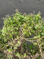Hedera hibernica