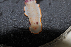 Felimida paulomarcioi