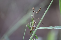 Pseudovates chlorophaea