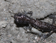 Aneides lugubris