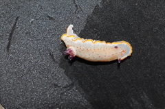 Felimida paulomarcioi